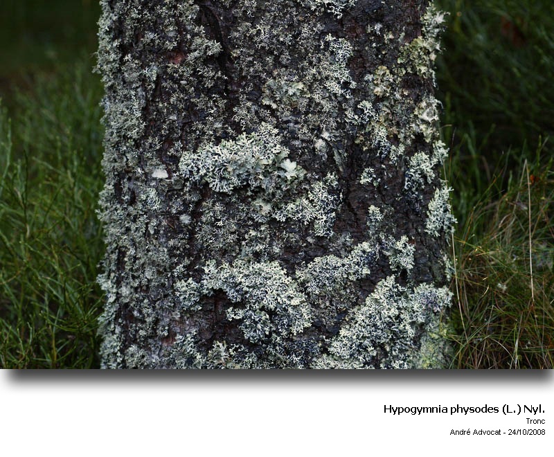 Hypogymnia physodes (L.) Nyl. #6420