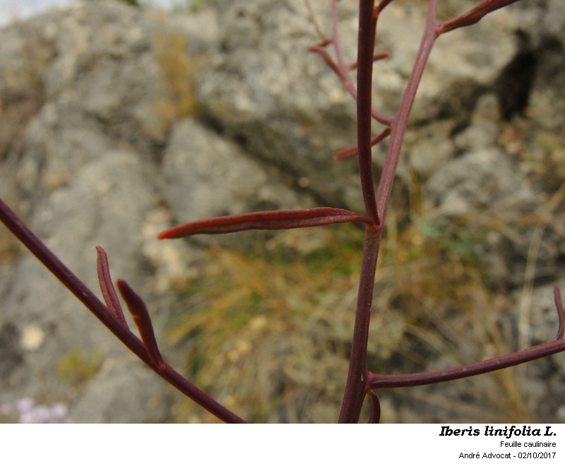 Iberis linifolia L. #52363