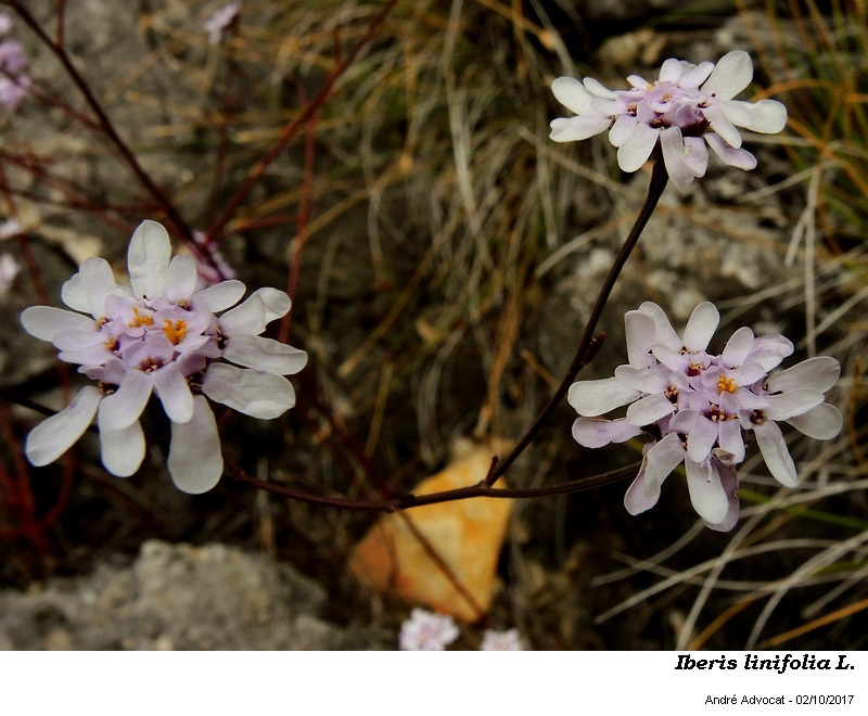 Iberis linifolia L. #52362