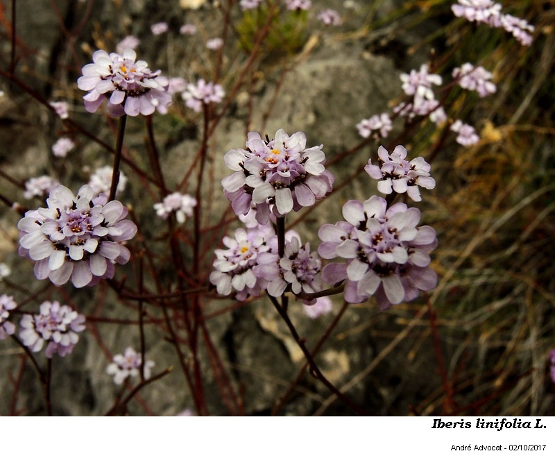 Iberis linifolia L. #52361