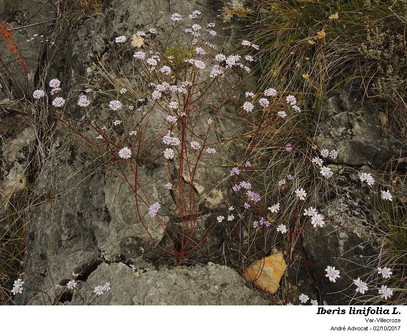 Iberis linifolia L. #52360