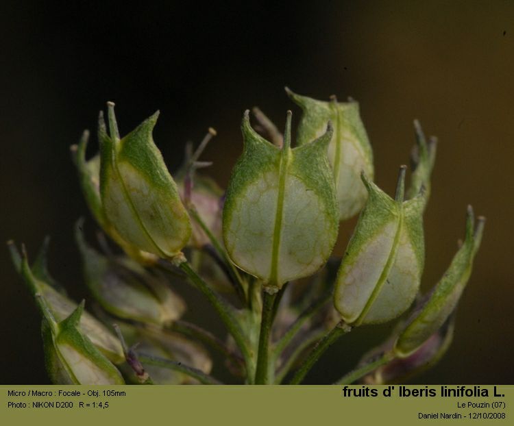 Iberis linifolia L #6008