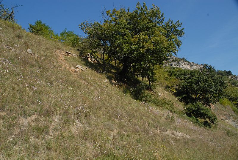 Iberis linifolia L #6006