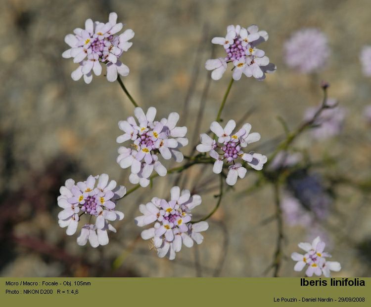 Iberis linifolia L #6007