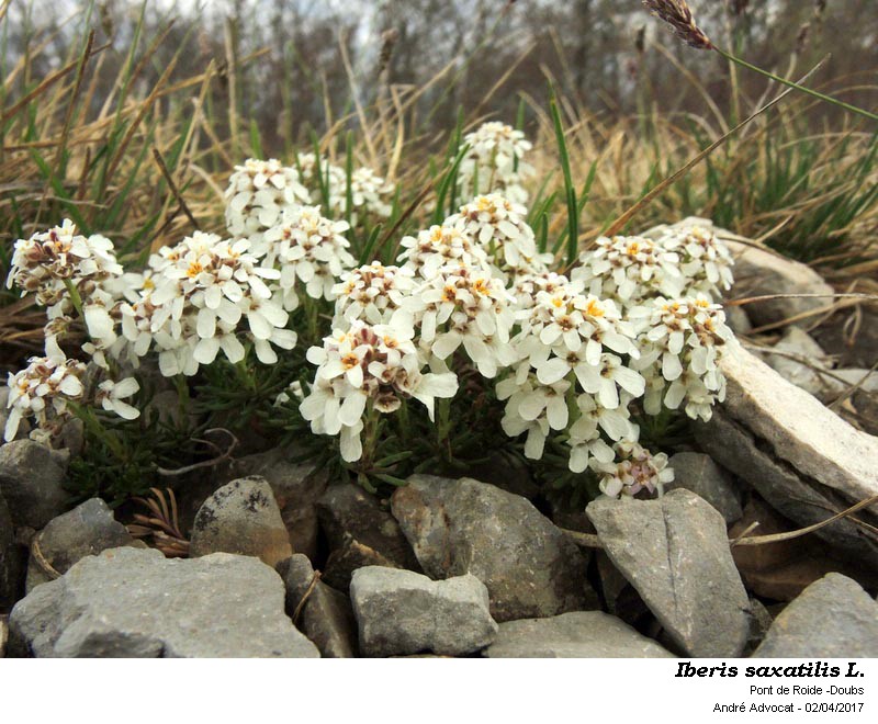 Iberis saxatilis L. #52339
