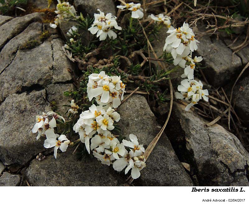 Iberis saxatilis L. #52340