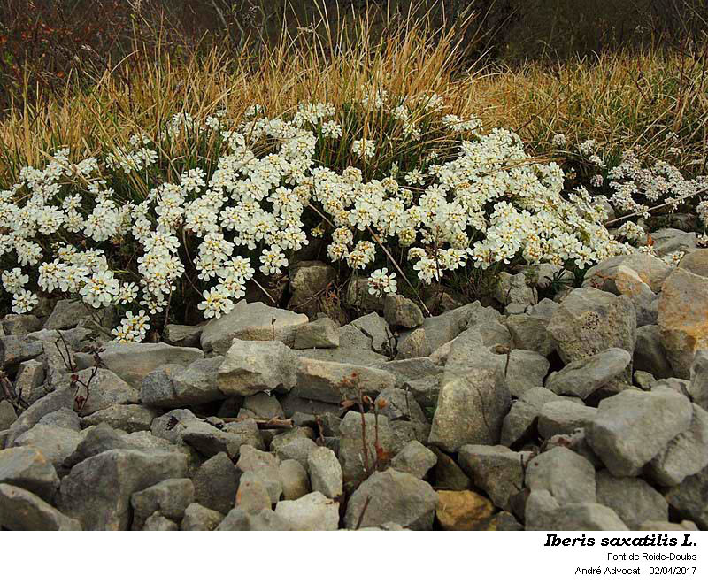 Iberis saxatilis L. #52338
