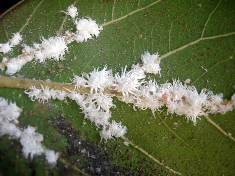 Icerya seychellarum (Westwood, 1855), cochenille farineuse #41245