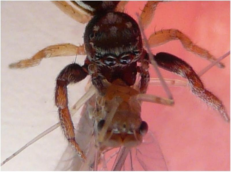 Icius (subinermis - cf) - Salticidae - 5 mm #5443