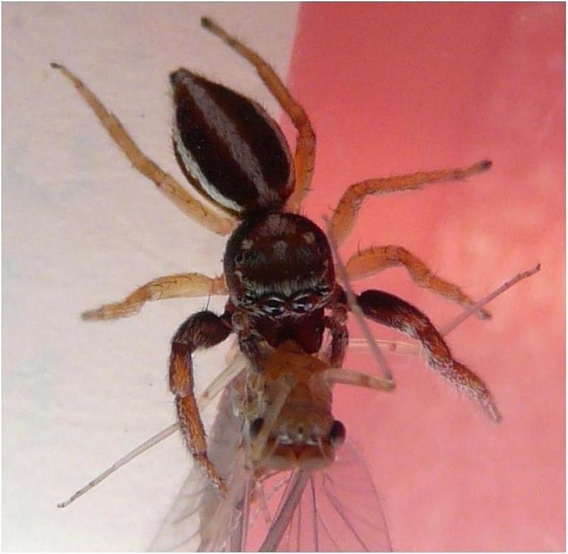 Icius (subinermis - cf) - Salticidae - 5 mm #5444