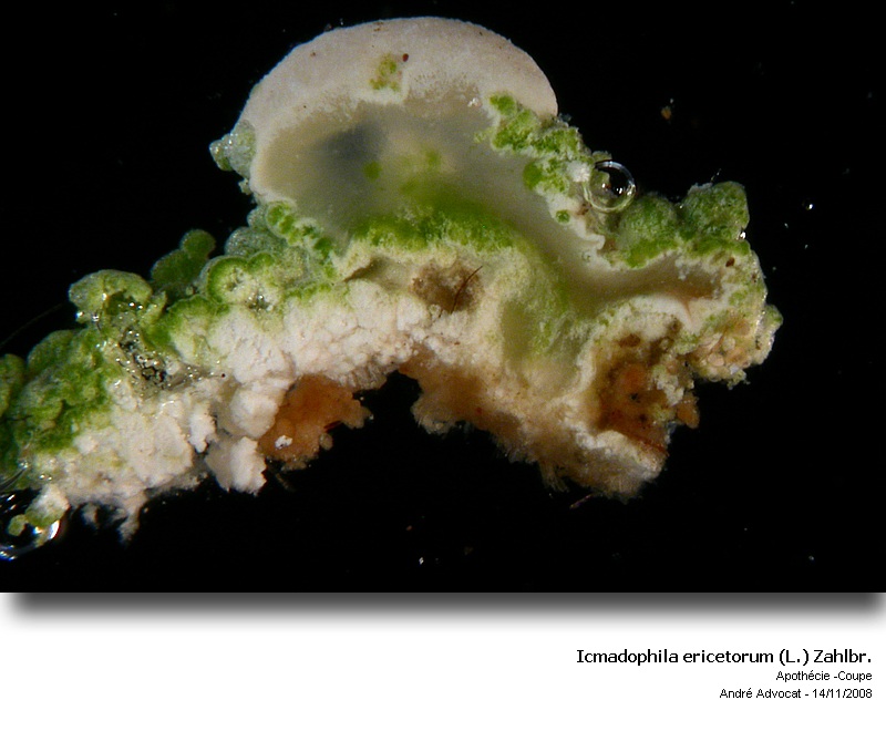 Icmadophila ericetorum (L.) Zahlbr. #6790