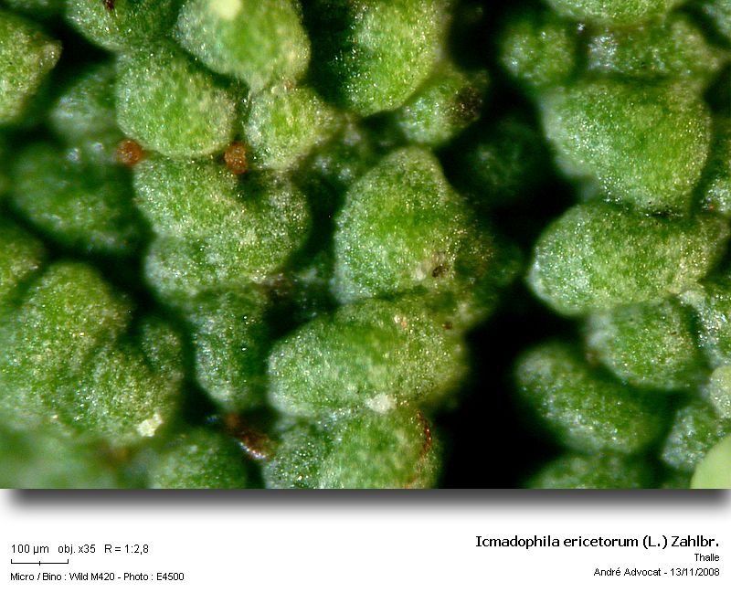 Icmadophila ericetorum (L.) Zahlbr. #6788
