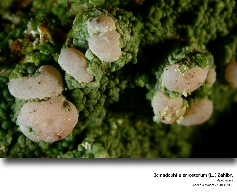 Icmadophila ericetorum (L.) Zahlbr. #6789