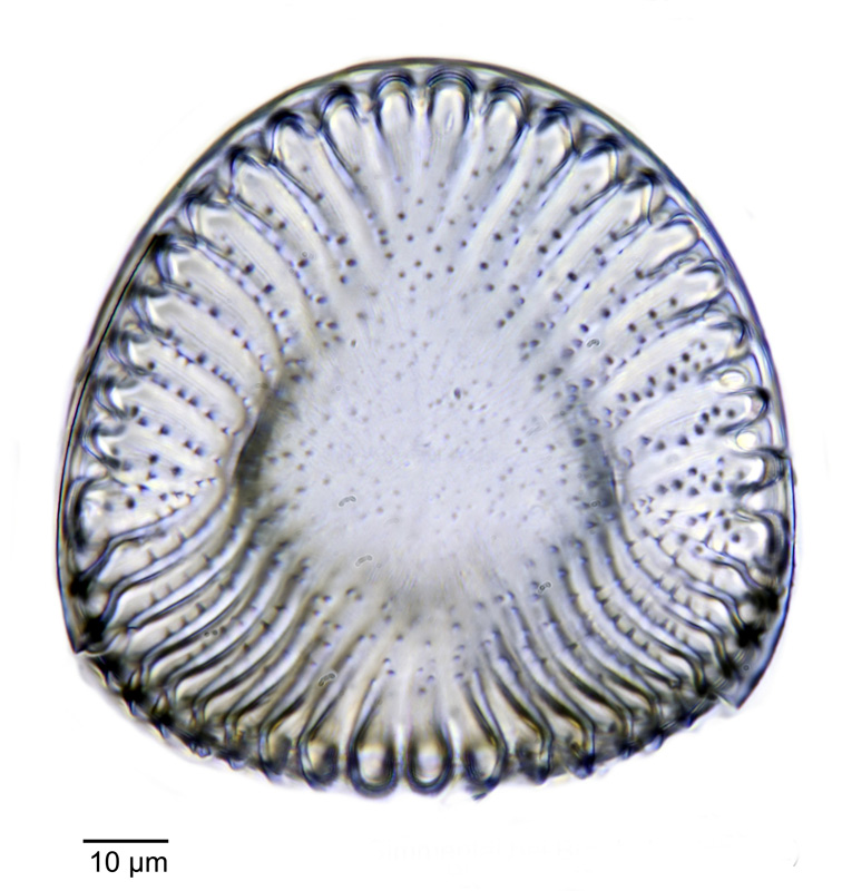 Iconella hibernica #78713