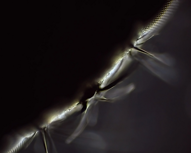 Œil composé à facette d une mouche. #38978