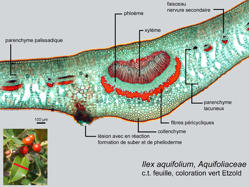 Ilex aquifolium, histologie #18517