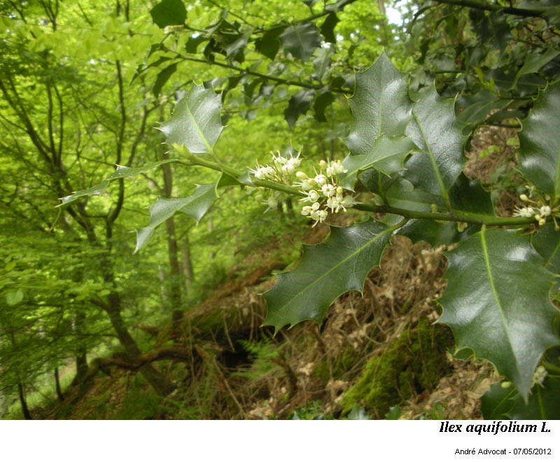 Ilex aquifolium L. #54019