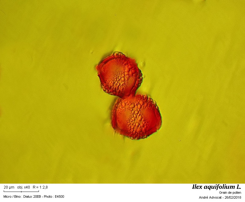 Ilex aquifolium L. #54021