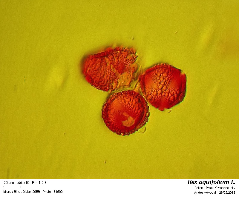 Ilex aquifolium L. #54020