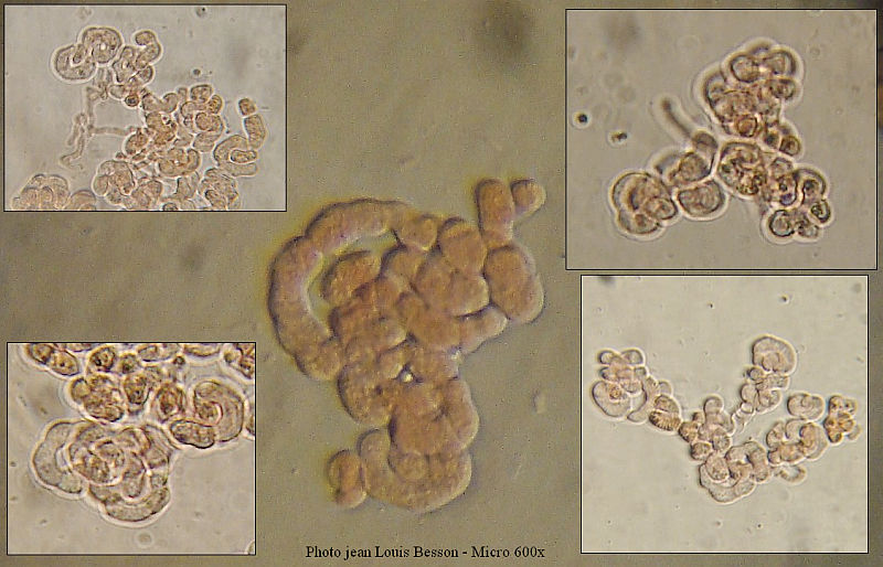 Illosporiopsis christiansenii (B. L. Brady & D. Hawksw.)... #14898