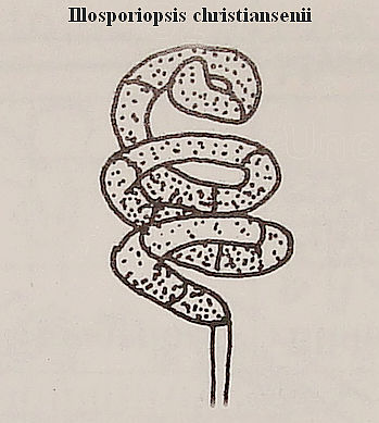 Illosporiopsis christiansenii (B. L. Brady & D. Hawksw.)... #14907