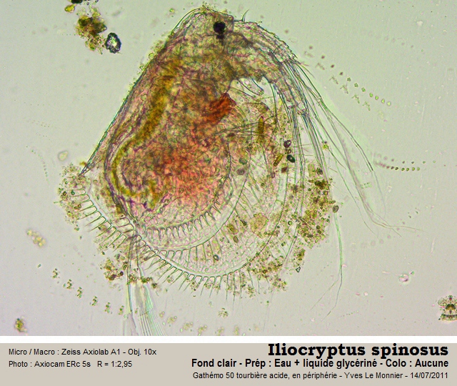 Ilyocryptus spinosus Stifter, 1988 #38453