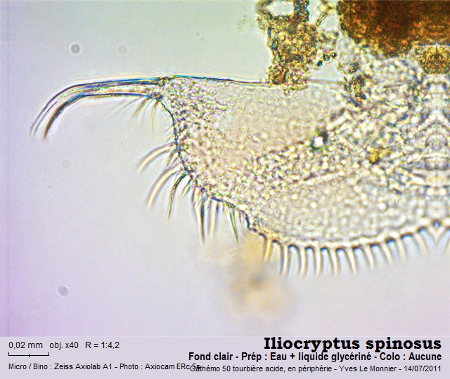 Ilyocryptus spinosus Stifter, 1988 #38455