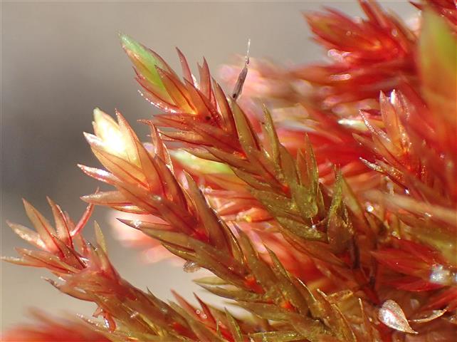 Imbribryum alpinum (Huds. ex With.) N.Pedersen #62136