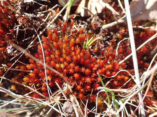Imbribryum alpinum (Huds. ex With.) N.Pedersen #62134