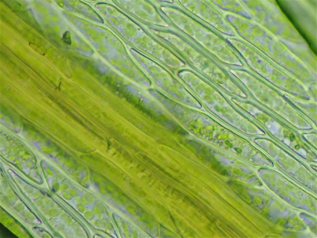 Imbribryum alpinum (Huds. ex With.) N.Pedersen #62139