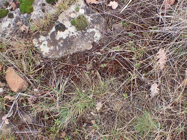 Imbribryum alpinum (Huds. ex With.) N.Pedersen #62133