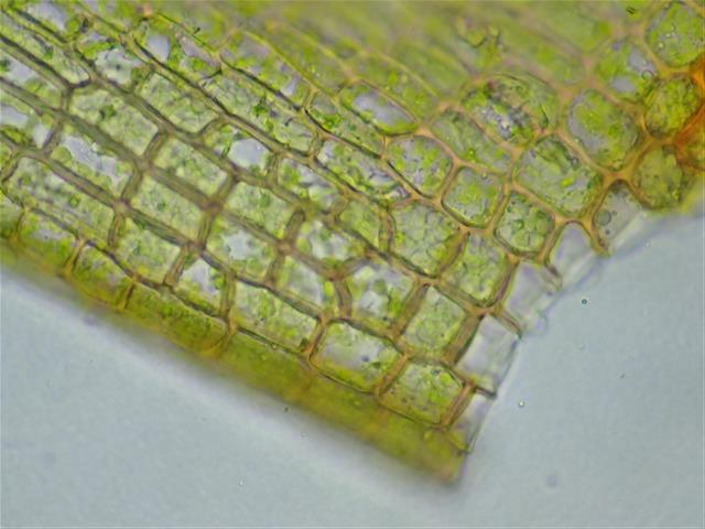 Imbribryum alpinum (Huds. ex With.) N.Pedersen #62140