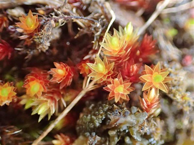 Imbribryum alpinum (Huds. ex With.) N.Pedersen #62135