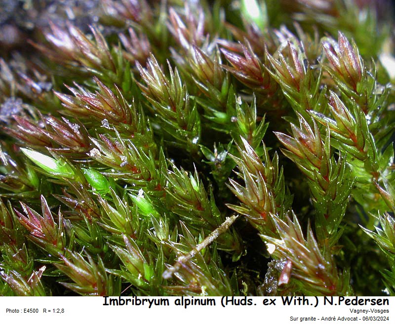 Imbribryum alpinum (Huds. ex With.) N.Pedersen, 2005 #78194