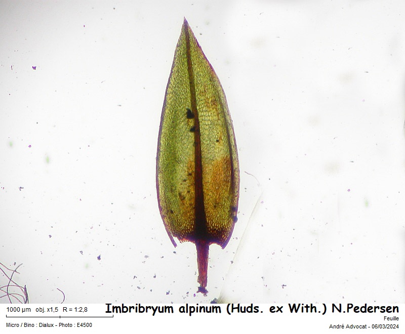 Imbribryum alpinum (Huds. ex With.) N.Pedersen, 2005 #78196