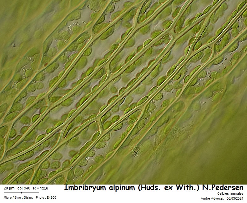 Imbribryum alpinum (Huds. ex With.) N.Pedersen, 2005 #78199