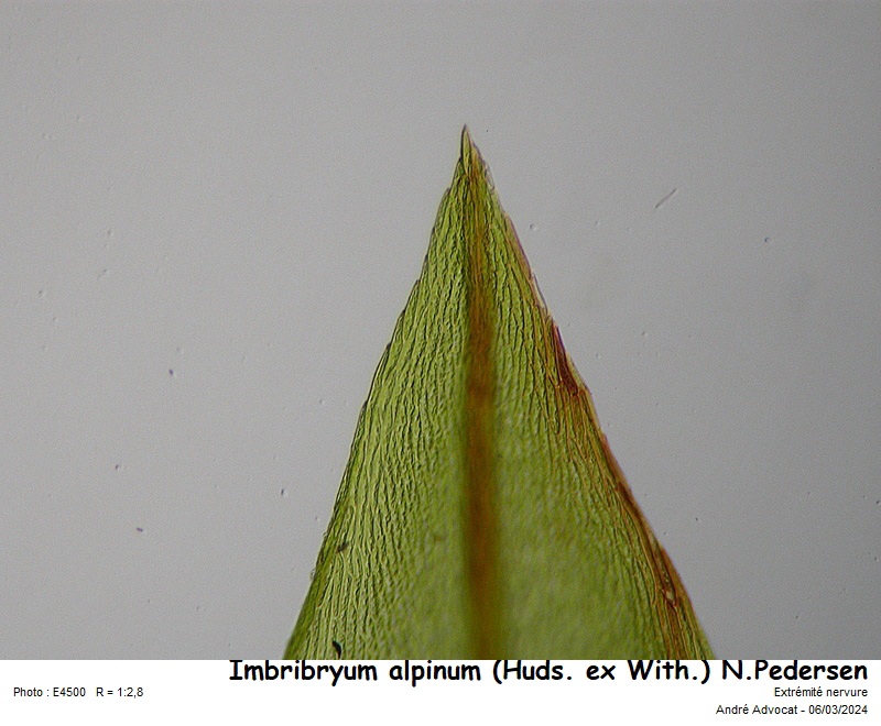 Imbribryum alpinum (Huds. ex With.) N.Pedersen, 2005 #78197