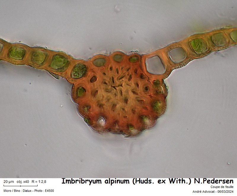 Imbribryum alpinum (Huds. ex With.) N.Pedersen, 2005 #78200