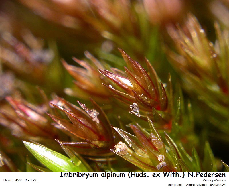 Imbribryum alpinum (Huds. ex With.) N.Pedersen, 2005 #78195