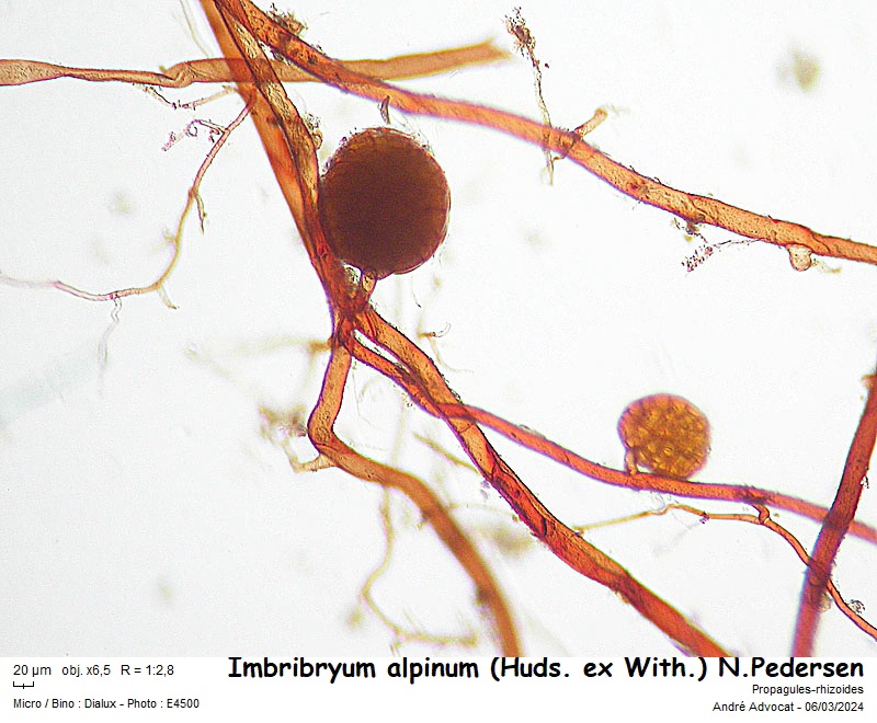 Imbribryum alpinum (Huds. ex With.) N.Pedersen, 2005 #78201