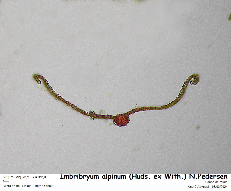 Imbribryum alpinum (Huds. ex With.) N.Pedersen, 2005 #78198