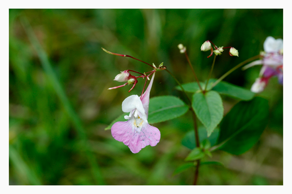 Impatiens balfourii #5615