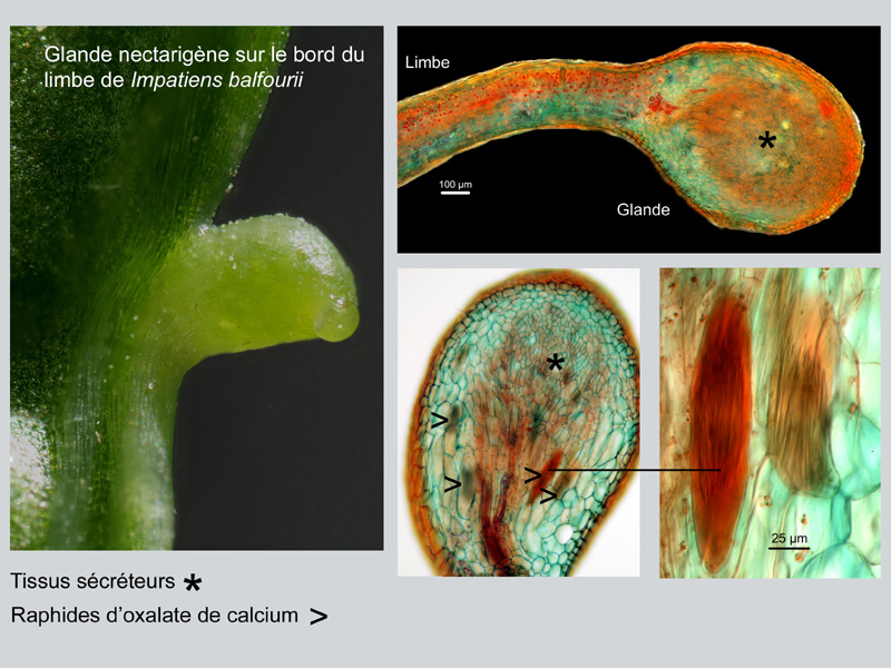 Impatiens balfourii, histologie #18140