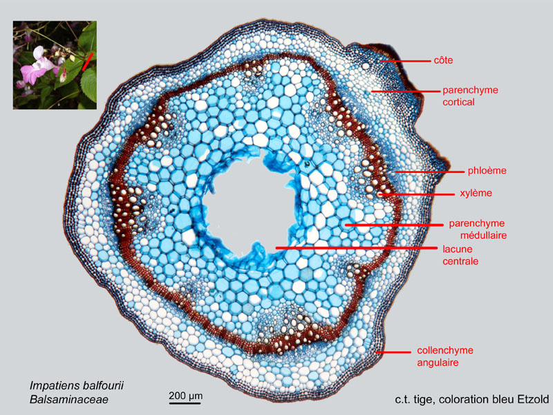 Impatiens balfourii, histologie #18136