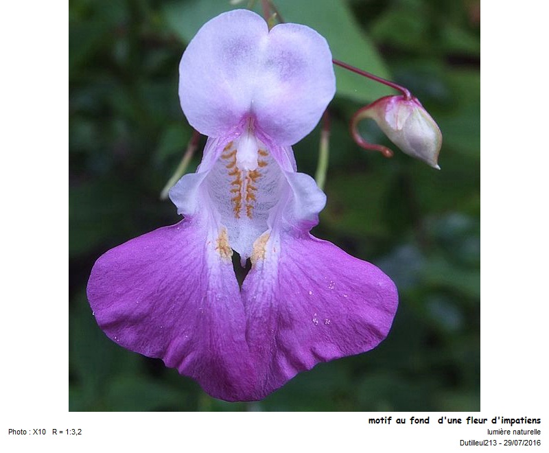 Impatiens balfourri-Balsamine de Balfour #46320