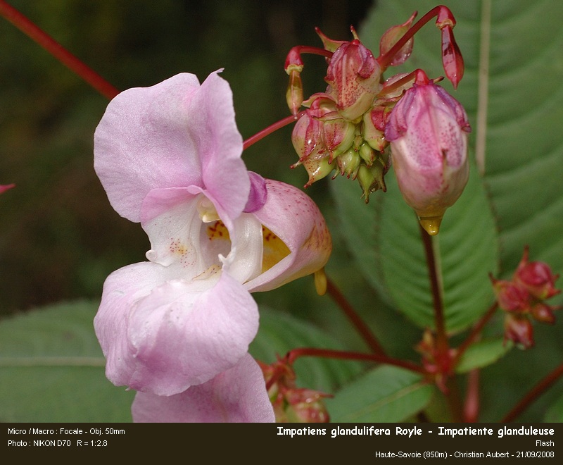 Impatiens glandulifera Royle – Impatiente glanduleuse #5677