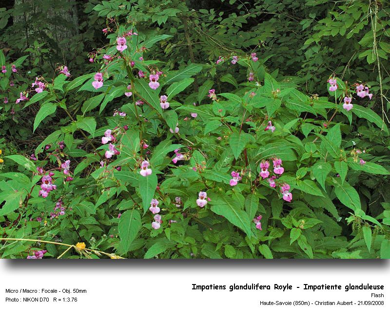 Impatiens glandulifera Royle – Impatiente glanduleuse #5673