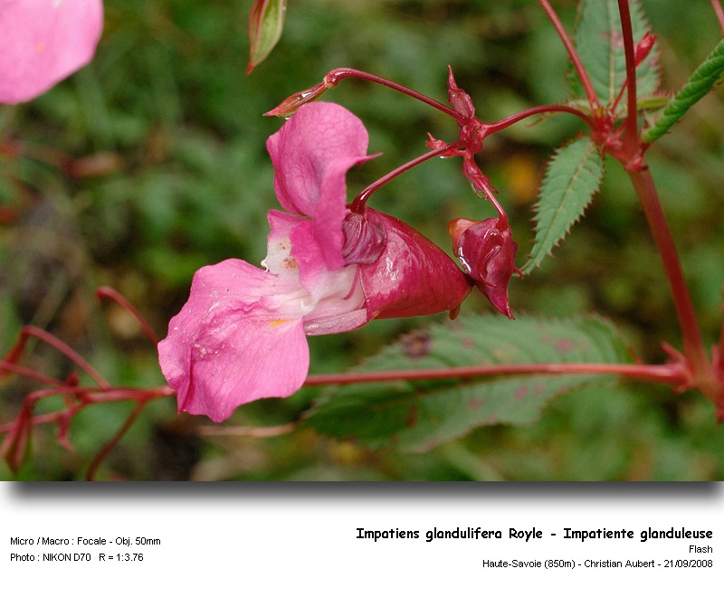 Impatiens glandulifera Royle – Impatiente glanduleuse #5675
