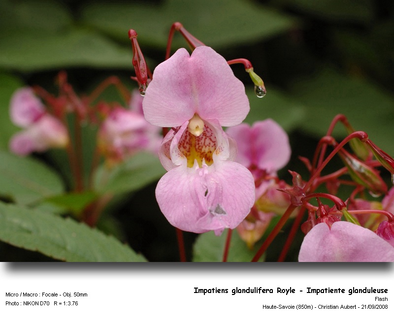 Impatiens glandulifera Royle – Impatiente glanduleuse #5678