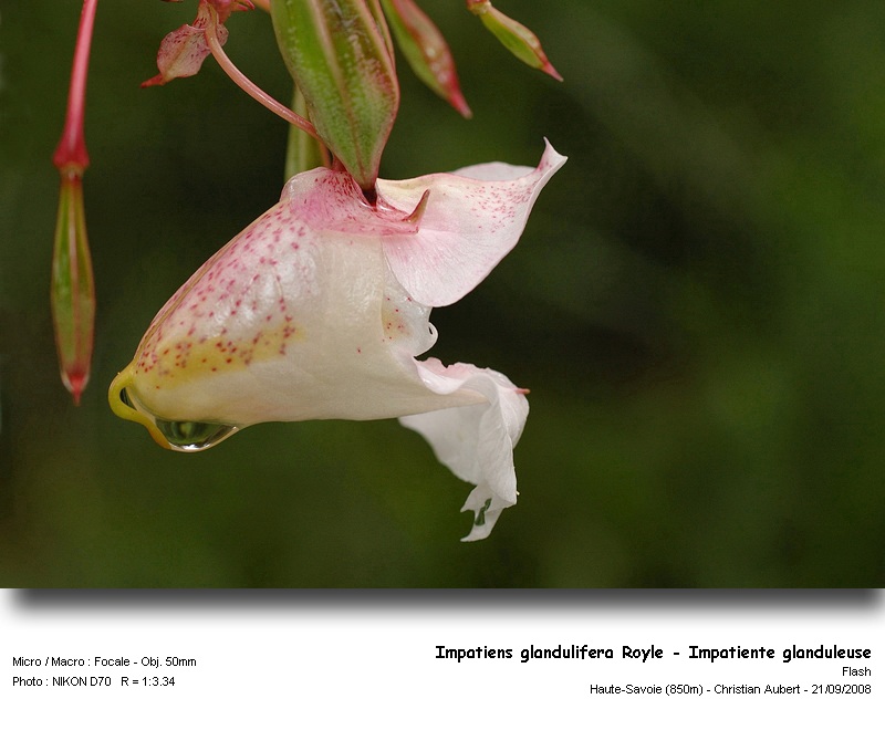 Impatiens glandulifera Royle – Impatiente glanduleuse #5679